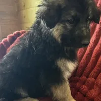 KING SHEPHERD, a female German Shepherd Dog and King Shepherd for sale in Seligman, AZ – Photo 4 of 10