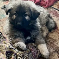 KING SHEPHERD, a male German Shepherd Dog and King Shepherd for sale in Seligman, AZ – Photo 5 of 7