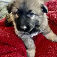 KING SHEPHERD, a male German Shepherd Dog and King Shepherd for sale in Seligman, AZ – Photo 6 of 7