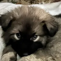 KING SHEPHERD, a male German Shepherd Dog and King Shepherd for sale in Seligman, AZ – Photo 2 of 7