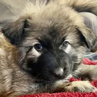 KING SHEPHERD, a male German Shepherd Dog and King Shepherd for sale in Seligman, AZ – Photo 1 of 7