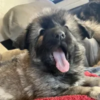 KING SHEPHERD, a male German Shepherd Dog and King Shepherd for sale in Seligman, AZ – Photo 3 of 7