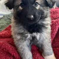 KING SHEPHERD, a male German Shepherd Dog and King Shepherd for sale in Seligman, AZ – Photo 4 of 7