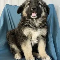 KING SHEPHERD, a male German Shepherd Dog and King Shepherd for sale in Seligman, AZ – Photo 8 of 10