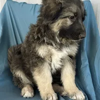 KING SHEPHERD, a male German Shepherd Dog and King Shepherd for sale in Seligman, AZ – Photo 9 of 10