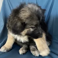 KING SHEPHERD, a male German Shepherd Dog and King Shepherd for sale in Seligman, AZ – Photo 7 of 10