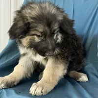 KING SHEPHERD, a male German Shepherd Dog and King Shepherd for sale in Seligman, AZ – Photo 5 of 10