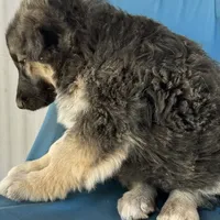 KING SHEPHERD, a male German Shepherd Dog and King Shepherd for sale in Seligman, AZ – Photo 6 of 10