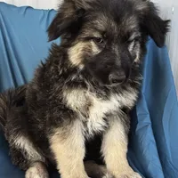 KING SHEPHERD, a male German Shepherd Dog and King Shepherd for sale in Seligman, AZ – Photo 4 of 10