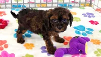 Rudy, a male Cavapoo and Poodle - Toy  for sale in Tucson, AZ – 6 of 9
