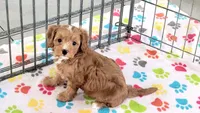 Chester, a male Cavapoo and Poodle - Toy  for sale in Tucson, AZ – 1 of 10