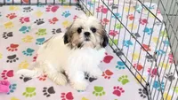 Violet, a female Shih Tzu for sale in Tucson, AZ – Photo 1 of 10