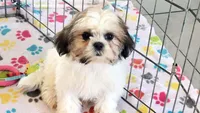 Violet, a female Shih Tzu for sale in Tucson, AZ – Photo 2 of 10