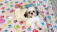 Violet, a female Shih Tzu for sale in Tucson, AZ – Photo 7 of 10