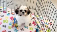 Violet, a female Shih Tzu for sale in Tucson, AZ – Photo 9 of 10