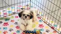 Violet, a female Shih Tzu for sale in Tucson, AZ – Photo 3 of 10