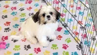 Violet, a female Shih Tzu for sale in Tucson, AZ – Photo 6 of 10