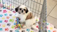 Violet, a female Shih Tzu for sale in Tucson, AZ – Photo 10 of 10