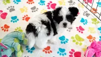 Ace, a male Maltese and Papillon for sale in Tucson, AZ – 4 of 9