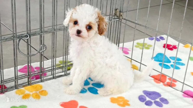 Harley – Cavapoo, Poodle - Toy  puppy for sale in Tucson, AZ