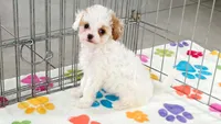 Harley, a female Cavapoo and Poodle - Toy  for sale in Tucson, AZ – 1 of 9