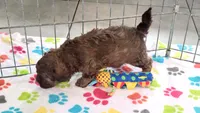 Charlie, a male Shih Tzu and Poodle - Toy  for sale in Tucson, AZ – 5 of 9