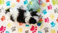 Ace, a male Maltese and Papillon for sale in Tucson, AZ – 5 of 9