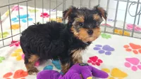 Luke, a male Yorkshire Terrier for sale in Tucson, AZ – 10 of 10