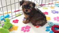 Bruce, a male Yorkshire Terrier for sale in Tucson, AZ – 10 of 10