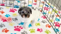 Hunter, a male Havapoo for sale in Tucson, AZ – 5 of 10
