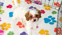 Violet, a female Cavapoo and Poodle - Toy  for sale in Tucson, AZ – 8 of 10