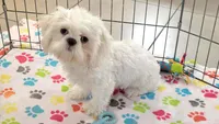 Jackson, a male Shih Tzu for sale in Tucson, AZ – 4 of 10