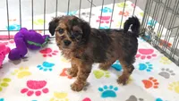Rex, a male Havapoo for sale in Tucson, AZ – 4 of 10
