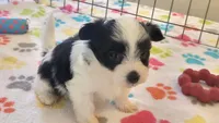 Dakota, a female Maltese and Papillon for sale in Tucson, AZ – 5 of 10