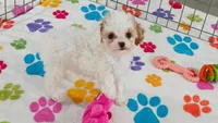 Harley, a female Cavapoo and Poodle - Toy  for sale in Tucson, AZ – 6 of 10
