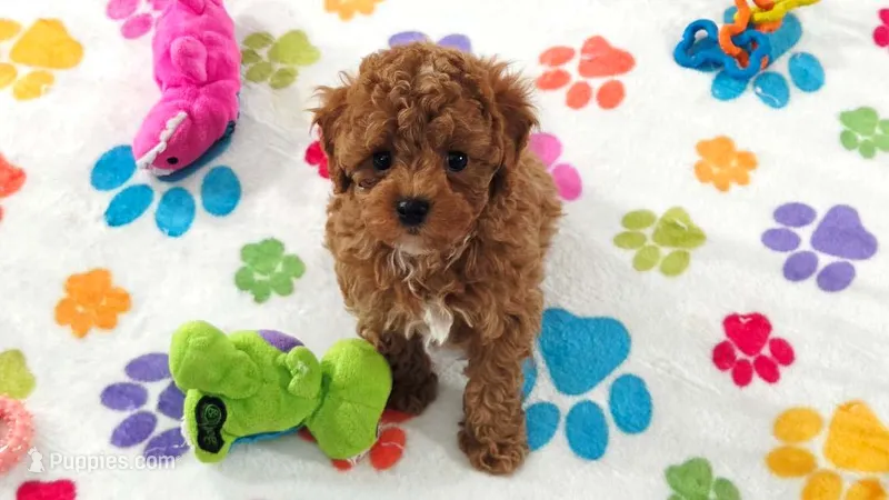 Chase – Cavapoo, Poodle - Toy  puppy for sale in Tucson, AZ