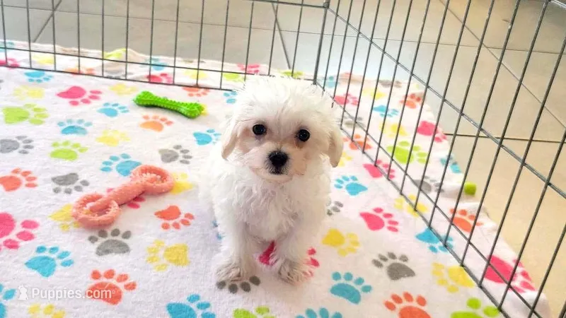Tyson – Maltipoo puppy for sale in Tucson, AZ