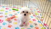Tyson, a male Maltipoo for sale in Tucson, AZ – Photo 1 of 8