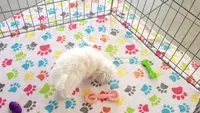 Tyson, a male Maltipoo for sale in Tucson, AZ – Photo 7 of 8