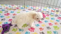 Tyson, a male Maltipoo for sale in Tucson, AZ – Photo 5 of 8