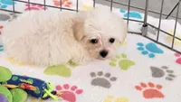 Tyson, a male Maltipoo for sale in Tucson, AZ – Photo 9 of 10