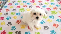 Tyson, a male Maltipoo for sale in Tucson, AZ – Photo 4 of 8