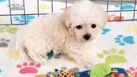 Tyson, a male Maltipoo for sale in Tucson, AZ – Photo 8 of 10