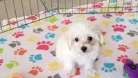 Tyson, a male Maltipoo for sale in Tucson, AZ – Photo 2 of 8