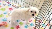 Tyson, a male Maltipoo for sale in Tucson, AZ – Photo 8 of 8
