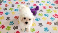 Tyson, a male Maltipoo for sale in Tucson, AZ – Photo 3 of 8