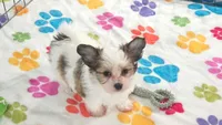 Dakota, a female Maltese and Papillon for sale in Tucson, AZ – 2 of 10