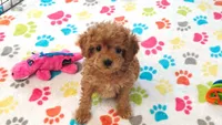 Layla, a female Cavapoo and Poodle - Toy  for sale in Tucson, AZ – 6 of 9