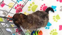 Rex, a male Havapoo for sale in Tucson, AZ – 3 of 10