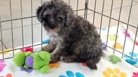 Layla, a female Cavapoo and Poodle - Toy  for sale in Tucson, AZ – 6 of 10